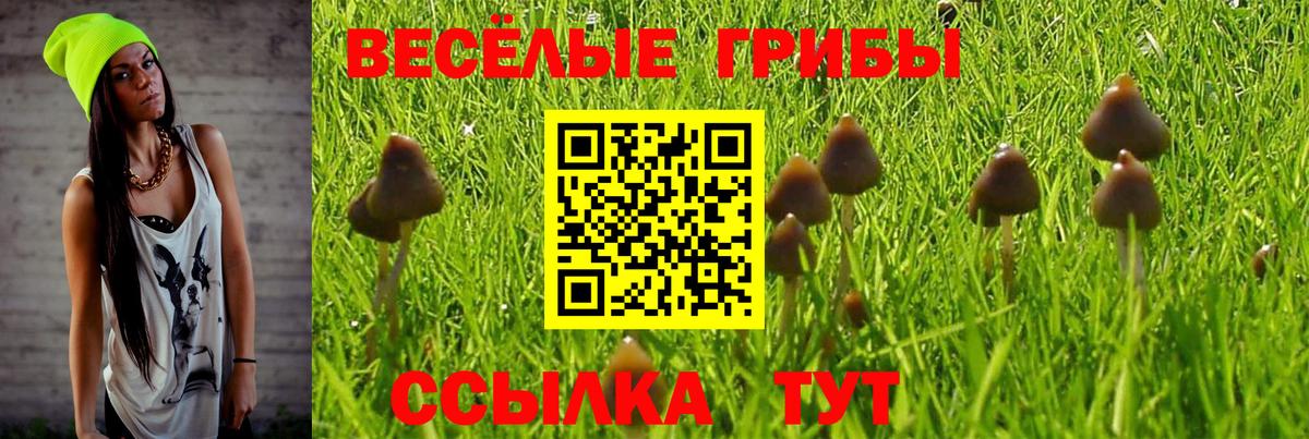 Камень-на-Оби  Псилоцибиновые грибы GOLDEN TEACHER  Вход с VPN 